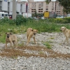 Konak, Can Dostları Unutmadı