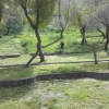İğdeli Park ot temizliği çalışması