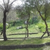 İğdeli Park ot temizliği çalışması