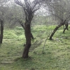İğdeli Park ot temizliği çalışması