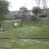 İğdeli Park ot temizliği çalışması