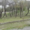 İğdeli Park ot temizliği çalışması