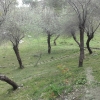 İğdeli Park ot temizliği çalışması