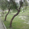 İğdeli Park ot temizliği çalışması