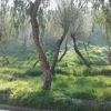 İğdeli Park ot temizliği çalışması
