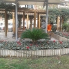 Güzelyalı Fuat Göztepe Parkı ve Muhtarlık önü  dikim çalışması