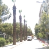 1421 Sokak yol boyu budama çalışması
