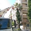 1421 Sokak yol boyu budama çalışması