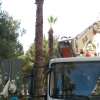 1421 Sokak yol boyu budama çalışması