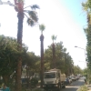 1421 Sokak yol boyu budama çalışması