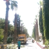 1421 Sokak yol boyu budama çalışması