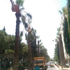 1421 Sokak yol boyu budama çalışması