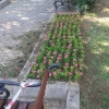 Yeşiltepe Mahallesi Yeşiltepe Parkı dikim çalışması