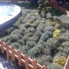 FUAT GÖZTEPE PARKI DİKİM ÇALIŞMASI