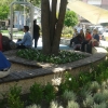 Güzelyalı Mahallesi Fuat Göztepe Parkı düzenleme ve dikim çalışması