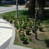 Güzelyalı Mahallesi Fuat Göztepe Parkı düzenleme ve dikim çalışması