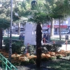 Bayramyeri Parkı dikim çalışması