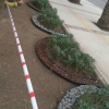 Bayramyeri Parkı dikim ve düzenleme çalışması