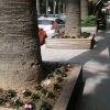 Karaca Otel Yanı sevgi yolu mevsimlik çiçek dikimi