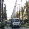 Şevket Özçelik Sokak budama çalışması