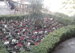 Basmane Semt Merkezi bahçesi mevsimlik çiçek dikimi