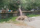 Rüzgarda devrilen ağaç ve kırılan dalların toplanması