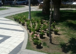 Güzelyalı Mahallesi Fuat Göztepe Parkı düzenleme ve dikim çalışması