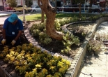 Güzelyalı Mahallesi Fuat Göztepe Parkı düzenleme ve dikim çalışması