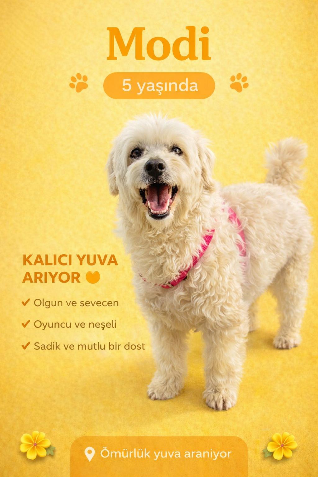  “Ben Modi — Küçük Beden, Kocaman Kalp!” 🤍