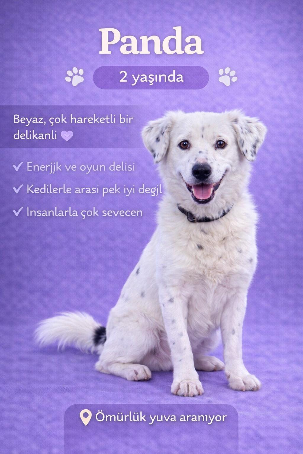 🐾 PANDA KALICI YUVASINI ARIYOR 🐾